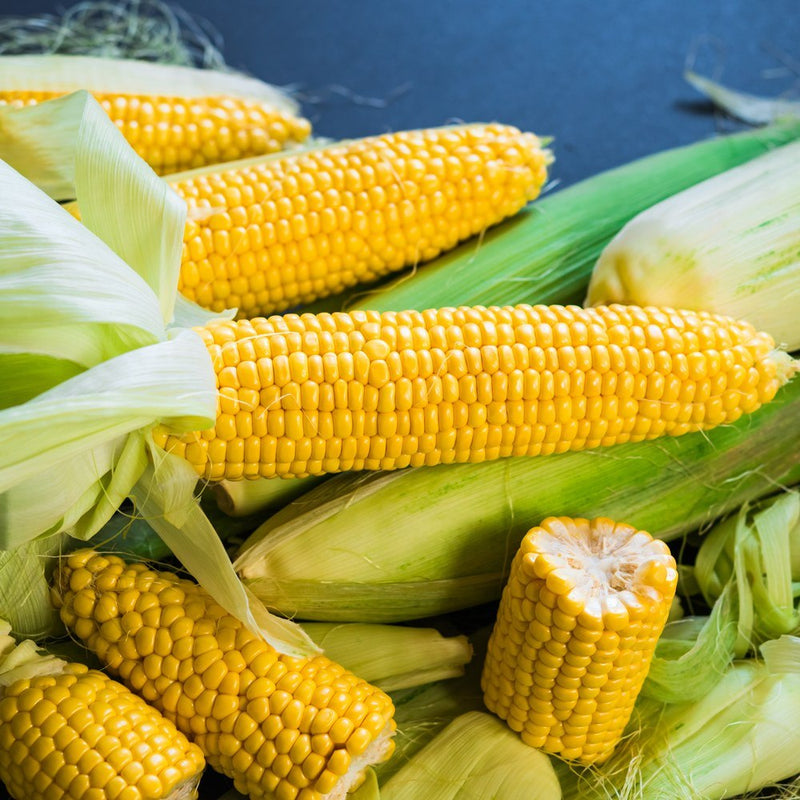 True Gold Sweet Corn Seeds