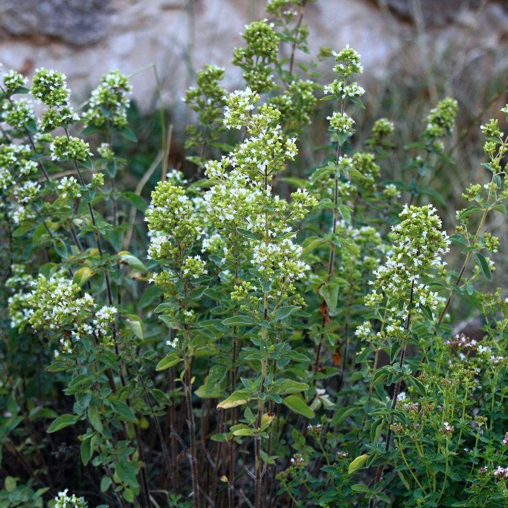 True Greek Oregano Seeds
