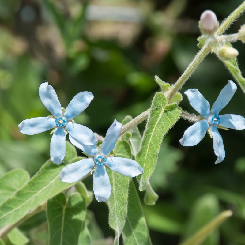 tweedia flower seeds Tweedia Milkweed/Butterfly Flower Seeds