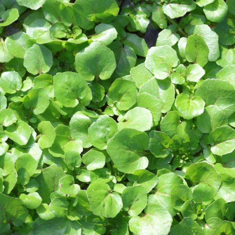 Watercress Seeds