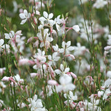 White Gaura Seeds