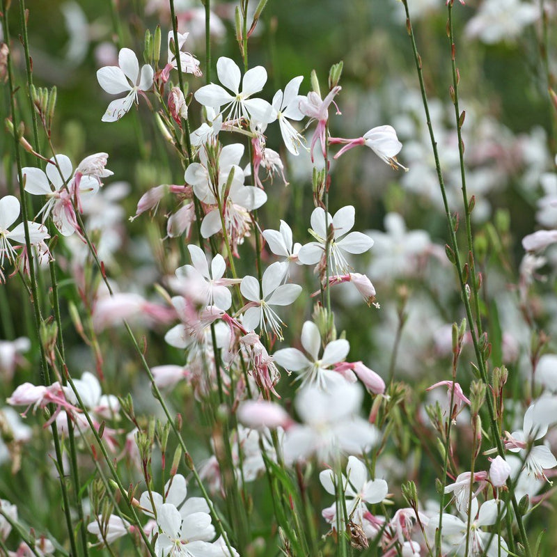 White Gaura Seeds