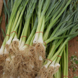 White Lisbon Bunching/Scallion Onion Seeds