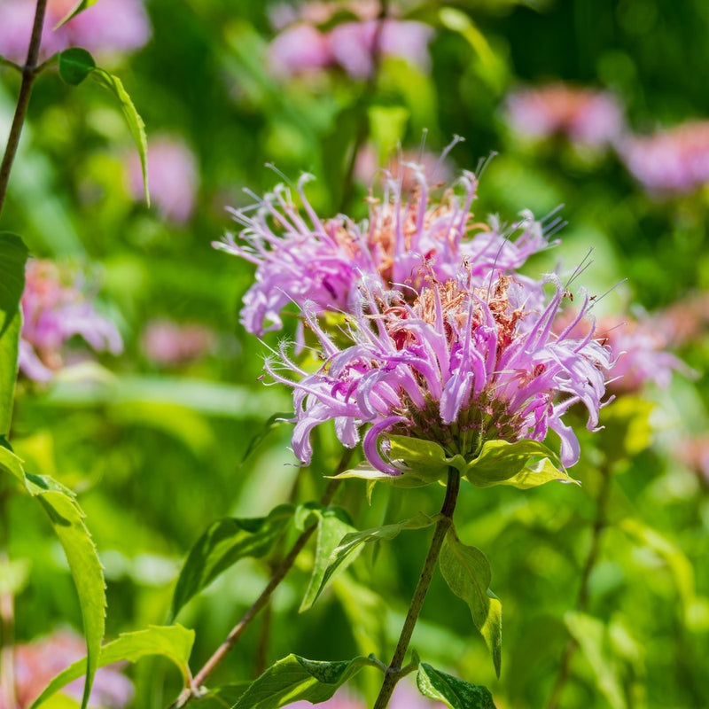 planting bergamot seeds Wild Bergamot Seeds