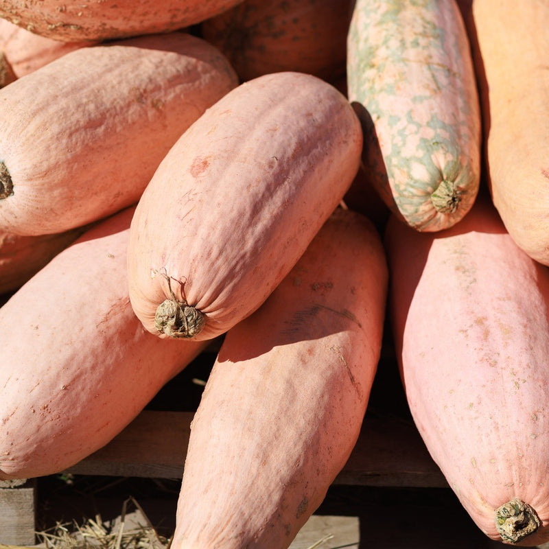 Pink Banana Winter Squash Seeds
