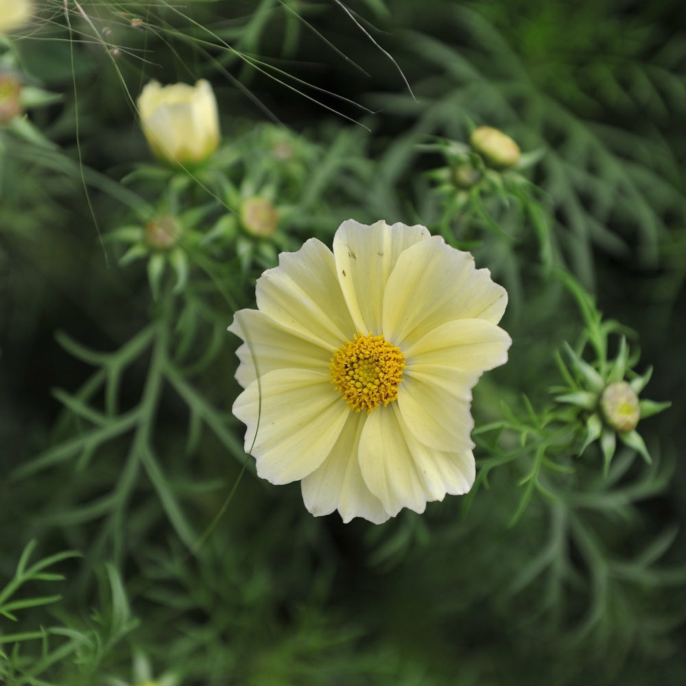 Xanthos Cosmos Seeds – Epic Gardening