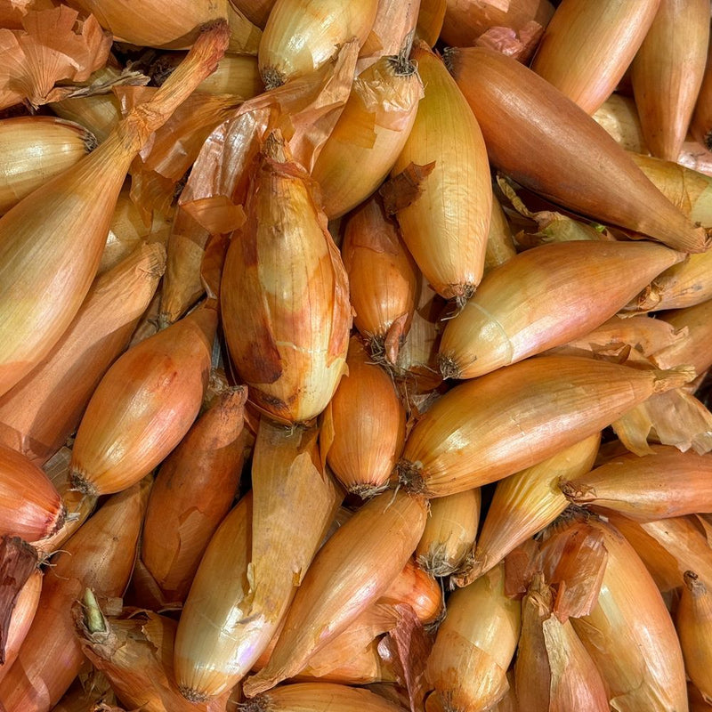 plant shallot seeds Zebrune Shallot Onion Seeds