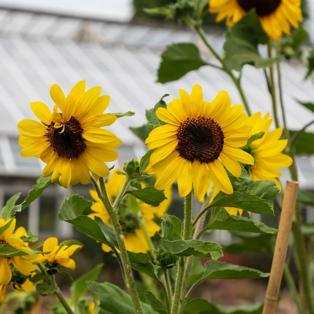 カーナビ sunflower Zohar Sunflower Seeds – Epic Gardening