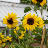 Zohar Sunflower Seeds